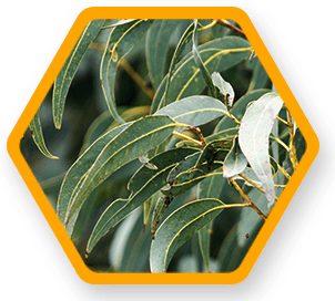 eucalyptus oil